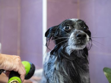 Bir kuaförde serinletici bir duşun keyfini çıkaran küçük bir köpek, temiz ve sağlıklı bir banyo için duş başlığını ustalıkla tutan bir tımarcı. Evcil hayvan konseptinde hijyen