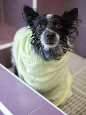 Banyodan sonra mor bir küvetin içinde yeşil havluya sarılı küçük siyah beyaz bir köpek. Evcil hayvan konseptinde hijyen.