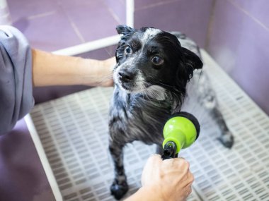 Siyah ve beyaz köpek, köpek yıkamada yıkanırken sahibinin de yardımıyla duş alıyor. Evcil hayvan konseptinde hijyen.