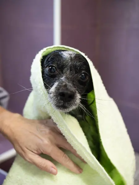 Köpek yıkamada serinletici bir banyo yaptıktan sonra küçük, tapılası siyah beyaz bir köpeği yumuşak yeşil havluyla nazikçe kurutan bir kadının eli..