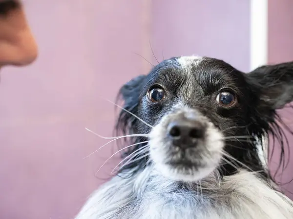 Haftalık banyodan sonra kameraya yarı kuru bakan bir köpeğin yakın çekimi. Evcil hayvan konseptinde hijyen.