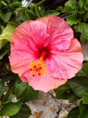 Arka planda yeşillik olan tek başına Hibiscus çiçeği.