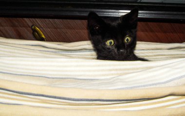 Sarı gözlü siyah kedi yavrusu perdelerde saklambaç oynuyor.