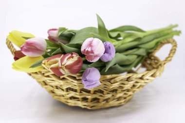 Yakın çekim Bahar, güzel renkli Lale varış