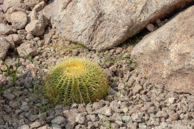 Kayınvalidenin yastığı, Kroenleinia grusonii, sallanan bir yatakta kaktüs.