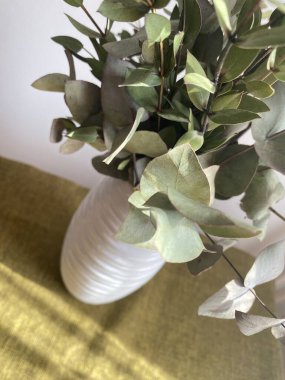 Bir buket yeşil okaliptüs ve şam fıstığı dalları çekmecelerin üzerinde beyaz bir vazoda. Baharın doğal elementleri