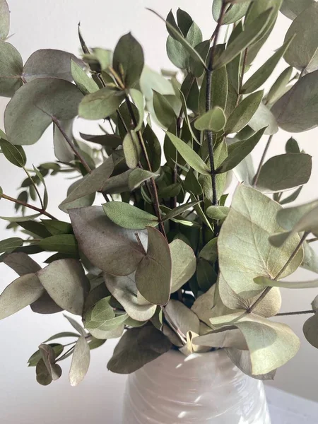 Een Boeket Groene Eucalyptus Pistache Takken Een Witte Vaas Een Stockfoto