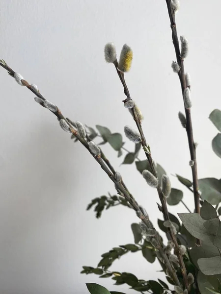 一束绿色桉树和开心果枝 柳枝在一个白色花瓶的抽屉里 春天的自然因素 免版税图库照片