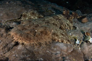 Tasselled Wobbegong shark (Eucrossorhinus dasypogon) on a scuba dive in Raja Ampat, Indonesia.