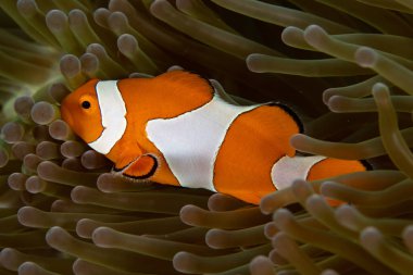 Ocellaris Clownfish (Amphiprion ocellaris) in an anemone on a coral reef in Raja Ampat, Indonesia.