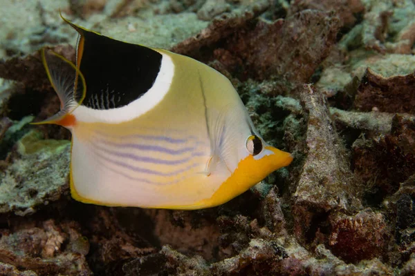 Saddle butterflyfish (Chaetodon ephippium) on a coral reef in Raja Ampat, Indonesia.
