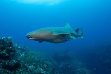 San Pedro, Ambergris Caye, Belize 'deki bir mercan resifinde hamile hemşire köpekbalığı. Mezoamerikan Bariyer Resifi' nin bir parçası..
