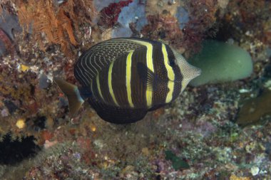 Pasifik Sailfin Tang Raja Ampat, Batı Papua, Endonezya 'daki mercan resifi.