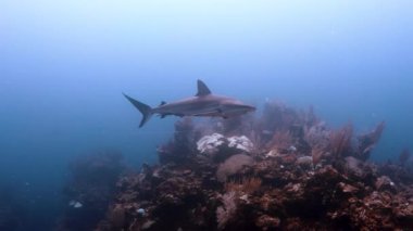 San Pedro, Ambergris Caye, Belize 'deki mercan resiflerinde, ağzından sallanan misinayla Karayip resif köpekbalığı..