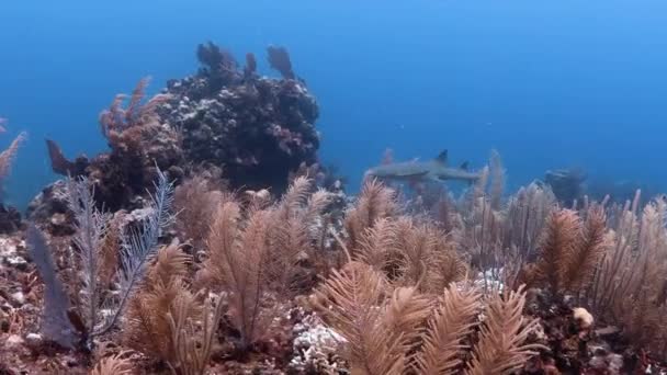 Enfermera Tiburón Arrecife Coral San Pedro Ambergris Caye Belice — Vídeos de Stock