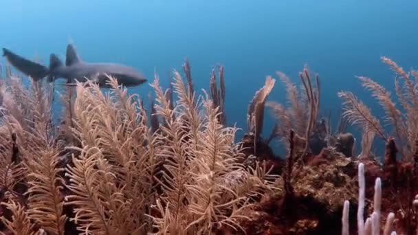 Enfermeira Tubarão Recife Coral Largo San Pedro Ambergris Caye Belize — Vídeo de Stock