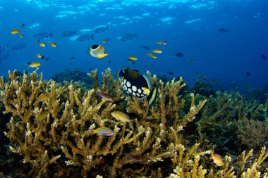 Raja Ampat, Batı Paupa, Endonezya 'daki mercan resifinde palyaço tetikleyicisi ile güzel bir resif sahnesi..
