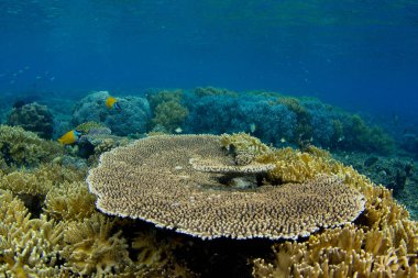 Raja Ampat, Batı Paupa, Endonezya 'daki mercan kayalıklarında akropora masa mercanı ve parmak derisi mercanlar da dahil olmak üzere güzel resif manzaraları..