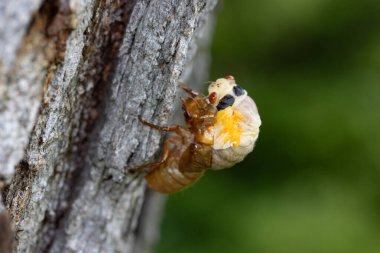 Brood XIII 2024 'ün yeni ortaya çıkan periyodik ağustos böceği Illinois' in Chicago banliyölerinde tüy döküyor..