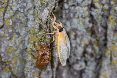 Newly emerged periodical cicada of the Brood XIII 2024 emergence molting in the Chicago suburbs in Illinois. clipart