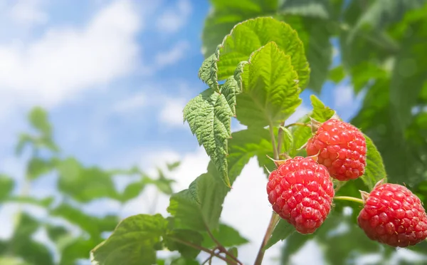 Juicy raspberries on a green bush against a blue sky