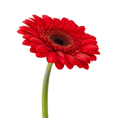 Kırmızı gerbera çiçeği beyaz arka planda izole edilmiş. Stok fotoğrafı.