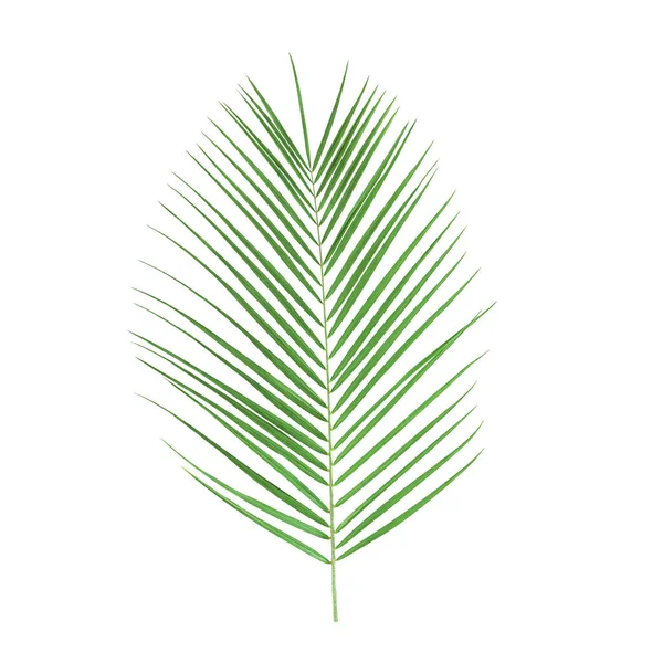 Palmiye Yaprağı Beyaz Bir Arkaplanda Izole Edilmiş Stok Fotoğrafı — Stok fotoğraf