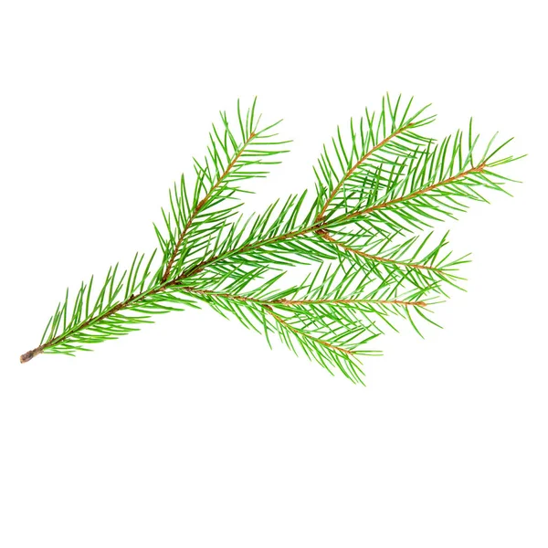 Fir Tree Branch Isolated White Background Stock Photo — Stock Photo, Image