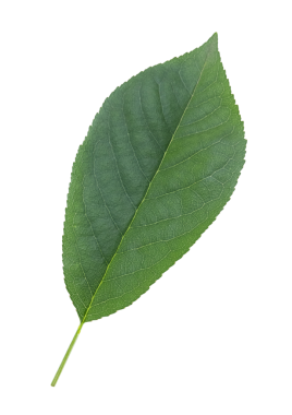 Şeffaf arkaplanda yeşil yaprak kiraz ağacı izole