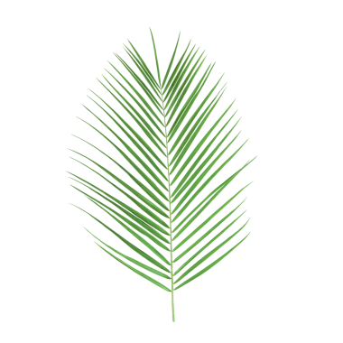 Palmiye yaprağı şeffaf bir arka planda izole edilmiş. Stok fotoğrafı