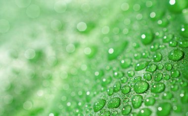 Yumuşak bokeh arkaplanlı canlı yeşil bir yaprağın üzerine taze su damlalarının makro fotoğrafı. Işıl ışıl damlalar ve sığ derinlik rüya gibi, ferahlatıcı ve doğal bir estetik yaratır. Uzayı kopyala Stok fotoğrafı