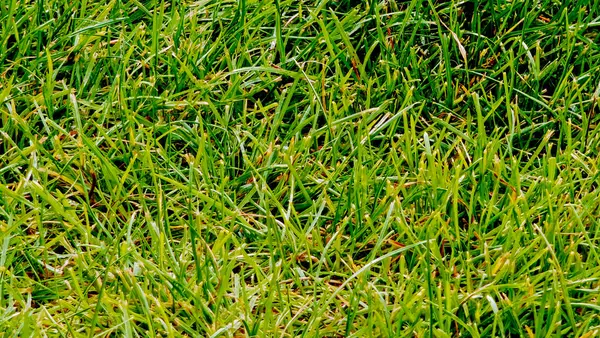 Yeşil çimenler, spor için yaz çimenleri, golf, futbol ya da oynayan çocuklar. Yakın plan, yeşil çimen, baharda bir çim. Kesilmiş ot