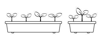 Çiçekler, bitki yetiştirme tepsisi. Çizgi film filizleniyor. Tohumlar bir kutuda. Kesiklerle çoğal. Fidanlar. Toprakta taze filizler ve bitki filizleri. Toprakta yetişen sebze fideleri.. 