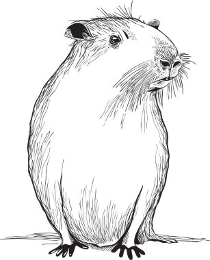 Black and white vector sketch illustration, capybara is the largest living rodent in the world and is native to South America