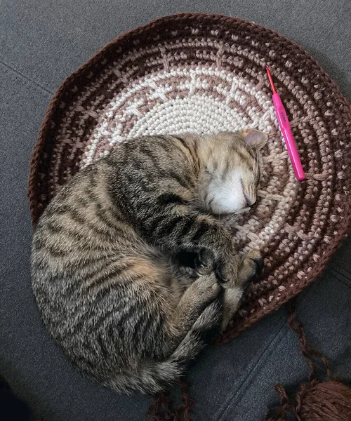 Little Cat Lying Crocheted Wool Bedding — Stock Photo, Image