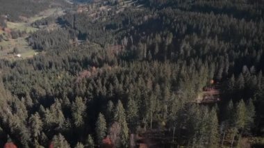 Sonbaharda çam ağaçları üzerinde uçmak. Yeşil sonbahar dağ ormanları, hava manzarası. Sonbaharda renkli ağaçlarla dolu güzel bir dağ manzarası. İnanılmaz doğa manzarası.