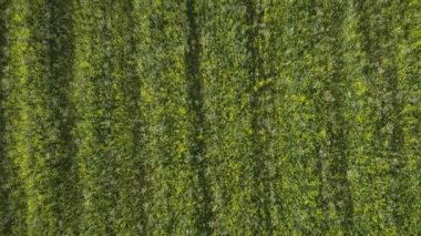 Bahar kolza çiçeği tarlası. Güneşli bir günde tarlada açan sarı kolza tohumu çiçekleri. Kanola sahasının üzerinde uçuyor. Hasat ve ekin. Tarım kavramı