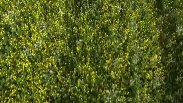 緑のフィールドで黄色の花 トップビュー 農業分野で急速に成長している花 花畑を飛び越える 菜の花畑が咲いています 黄色の花の菜の花 — ストック動画