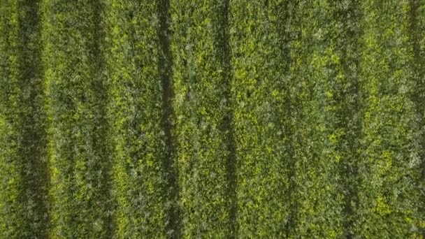 Pole Řepkového Semene Jasně Žlutá Kvetoucí Rostlina Zemědělském Poli Jaře — Stock video