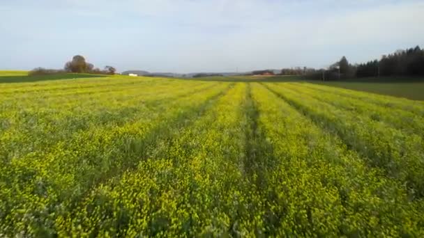艳阳天 美丽的开花菜籽黄地 飞过草地 开着一朵黄色的花 农田里的菜籽花 收获和耕作 — 图库视频影像
