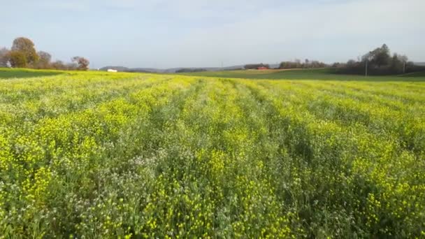 Sarı Kolza Tarlası Sarı Kolza Tohumu Çiçekleri Hava Manzarası Kırsalda — Stok video
