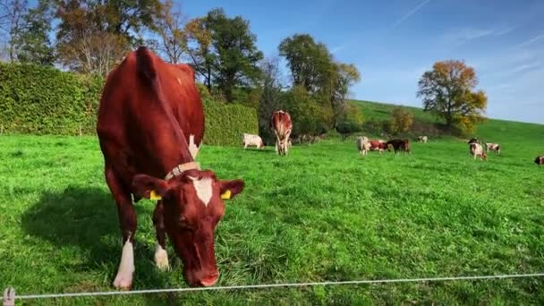 Vaca Prado Verde Vaca Pasto Vaca Leiteira Comendo Grama Campo — Vídeo de Stock