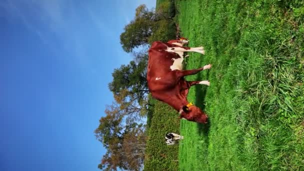 奶牛在绿地上 垂直视频 奶牛在山上吃草 奶牛在牧场上 在山水中放牧的奶牛 — 图库视频影像