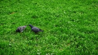 Yeşil çimlerde beslenen güvercinler. Yeşil çimlerle beslenen kuşlar. Güneşli bir günde yeşil çimlerde yabani güvercinler