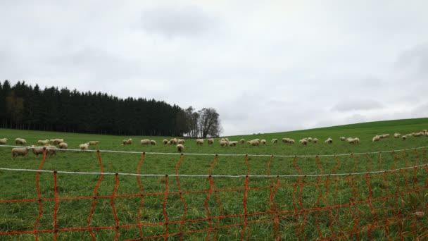 羊在绿地上吃草 一群羊在绿色的草地上 家畜在篱笆后面吃草 乡间绿地上的农场动物 畜牧业的概念 — 图库视频影像