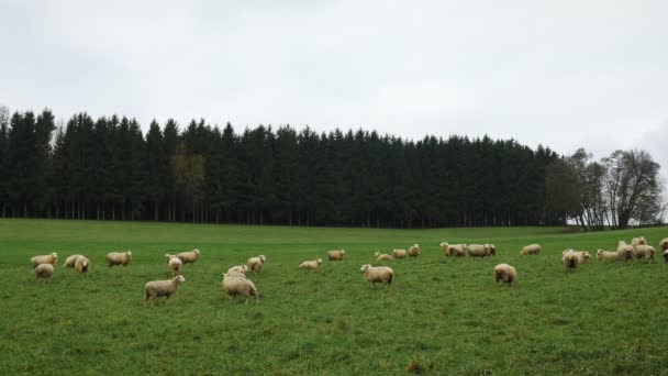牧草地に羊の群れ 緑の牧草地で羊の放牧 草を噛むとカメラを見て 緑の丘の上の国内羊 家畜や農業の概念 緑の畑に放牧された家畜 — ストック動画