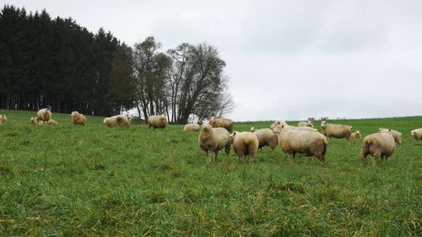 牛群在青山上吃草 我们在牧场上咀嚼青草 乡间草场上成群的羊吃着青草 牲畜和家畜的概念 耕地和农业 — 图库视频影像