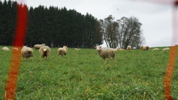 Pâturage Moutons Sur Herbe Verte Troupeau Moutons Laine Sur Pâturage — Video