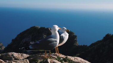 Black tailed gull couple standing on rock in Penyal d'Ifac Natural Park in Calpe, Spain. Bird sanctuary. Wildlife Sanctuary. Animal wildlife. Seagulls standing on rocky cliff at sunny day