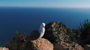 Close up shot of white seagull on rock against blue sky and sea. Seagull standing on rocky cliff, looking around. Animal wildlife. Wild nature